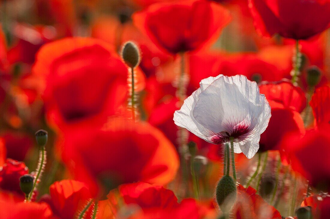 France, Somme, Baie de Somme, Saint-Valery-sur-Somme, Poppies (Papaver rhoeas) including an atypical white