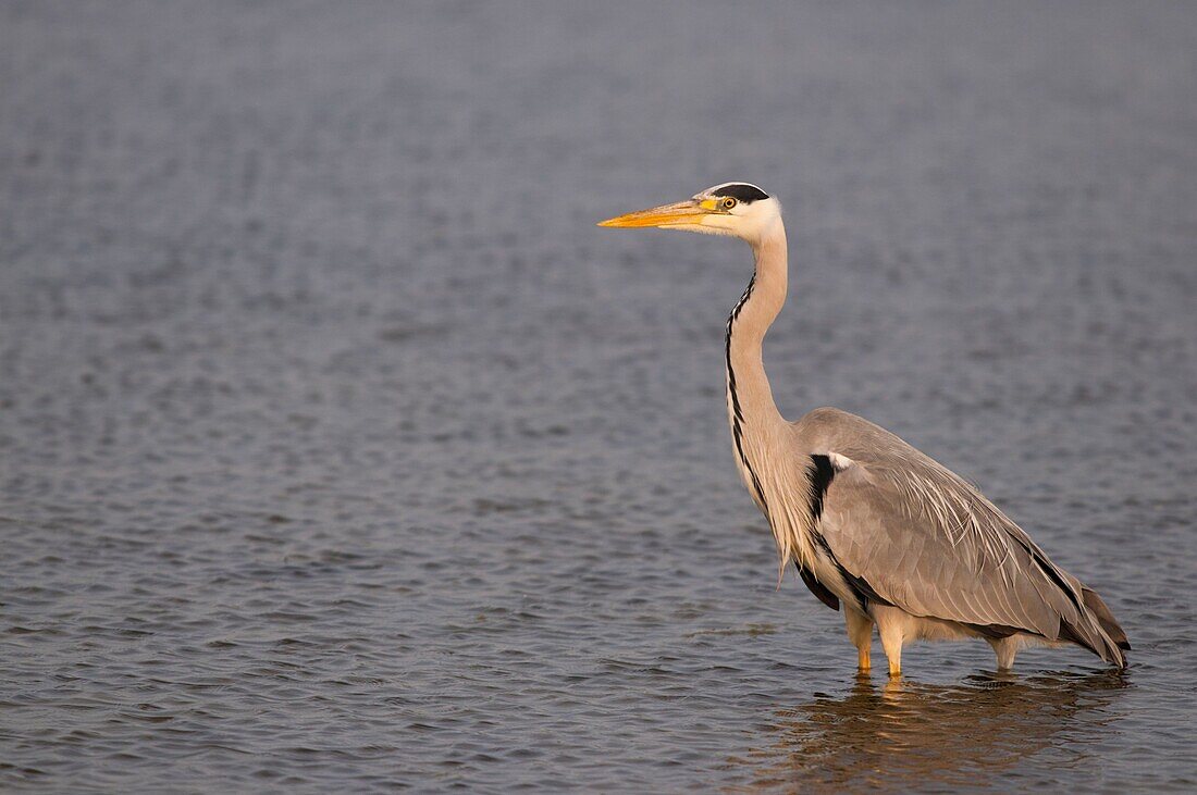 France, Somme, Baie de Somme, Le Crotoy, Crotoy marsh, Gray heron (Ardea cinerea - Gray Heron) on a pond