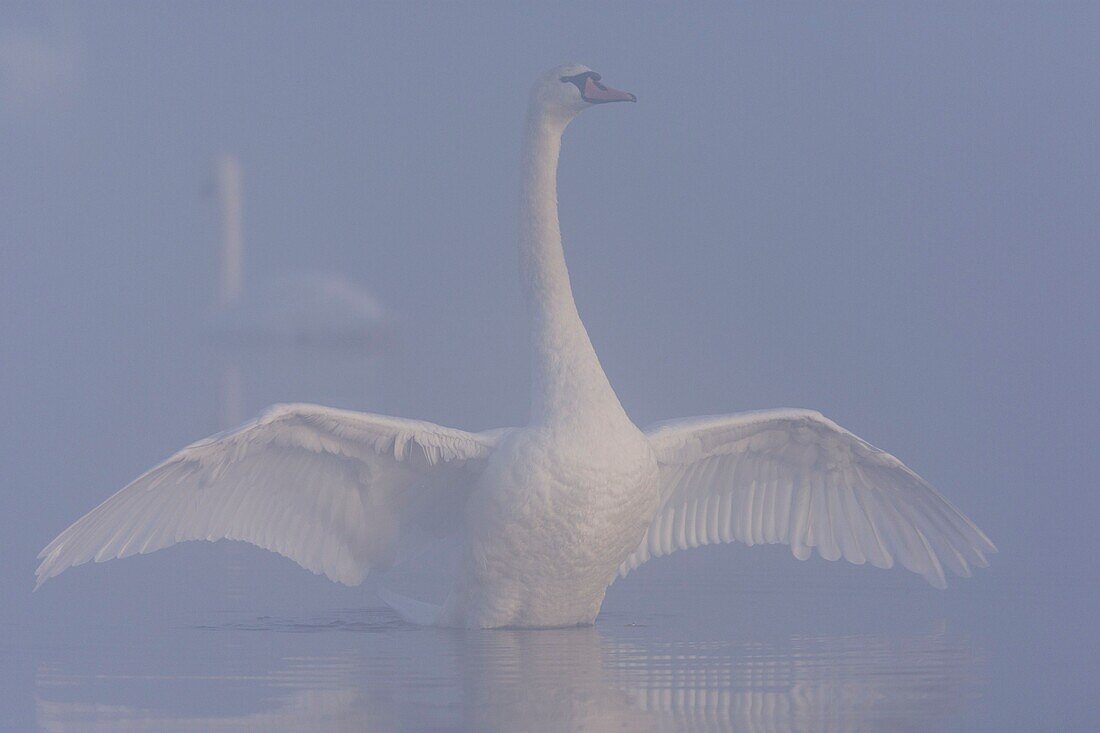 France, Somme, Somme Bay, Le Crotoy, Crotoy Marsh, Mute Swan (Cygnus olor, Mute Swan) in the fog