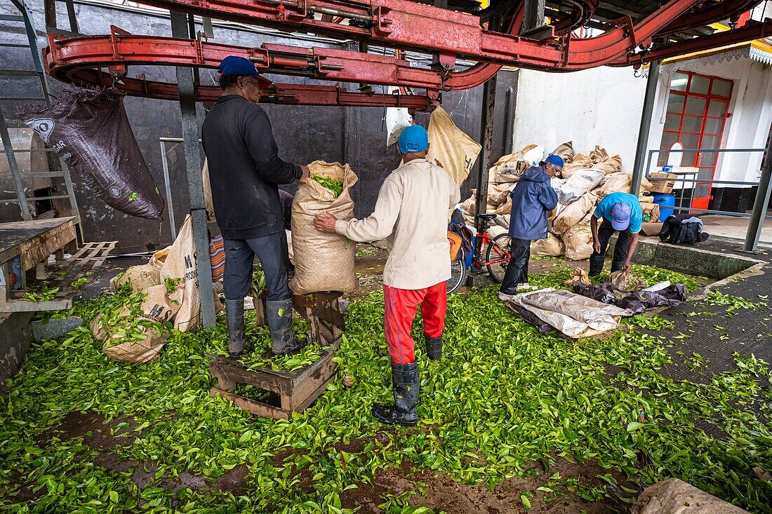 Mauritius,Bezirk Savanne,Grand Bois,Domaine de Bois Chéri,der größte Teeproduzent auf Mauritius,Wiegen von Teebeuteln in der Fabrik des Anwesens