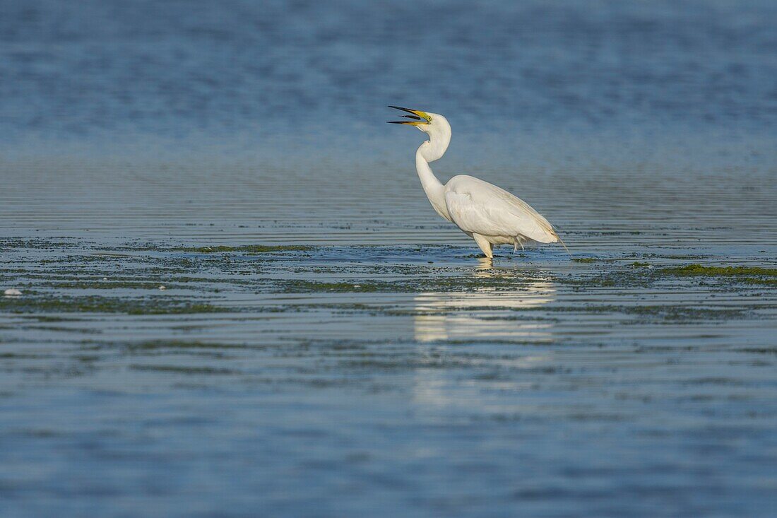 France, Somme, Somme Bay, Le Crotoy, Crotoy marsh, Great Egret fishing (Ardea alba)