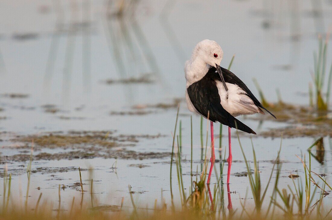 Frankreich,Somme,Somme-Bucht,Cayeux-sur-mer,Ault,Le Hâble d'Ault,Stelzenläufer (Himantopus himantopus)