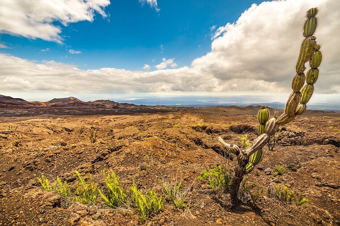 Ecuador, Galapagos Archipelago, World Heritage Site by UNESCO, Isabela Island (Albemarie), Chico volcano