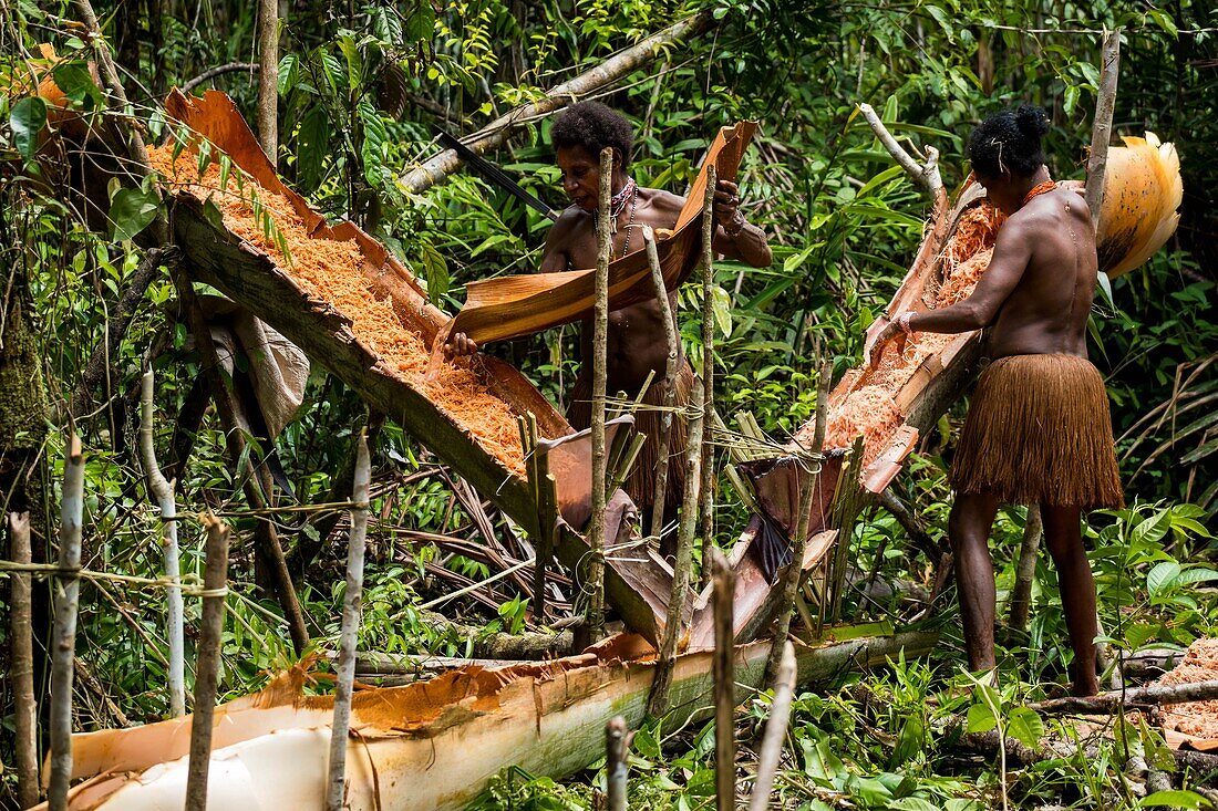 Indonesien,West Papua,Mabul,Korowai-Expedition,Sagou-Palme,Vorbereitung