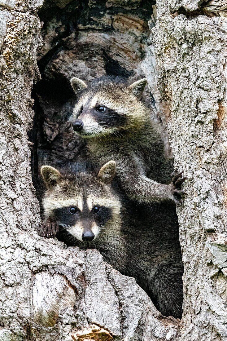 United Sates, Minnesota, Raccoon (Procyon lotor), ina hole of a tree, captive