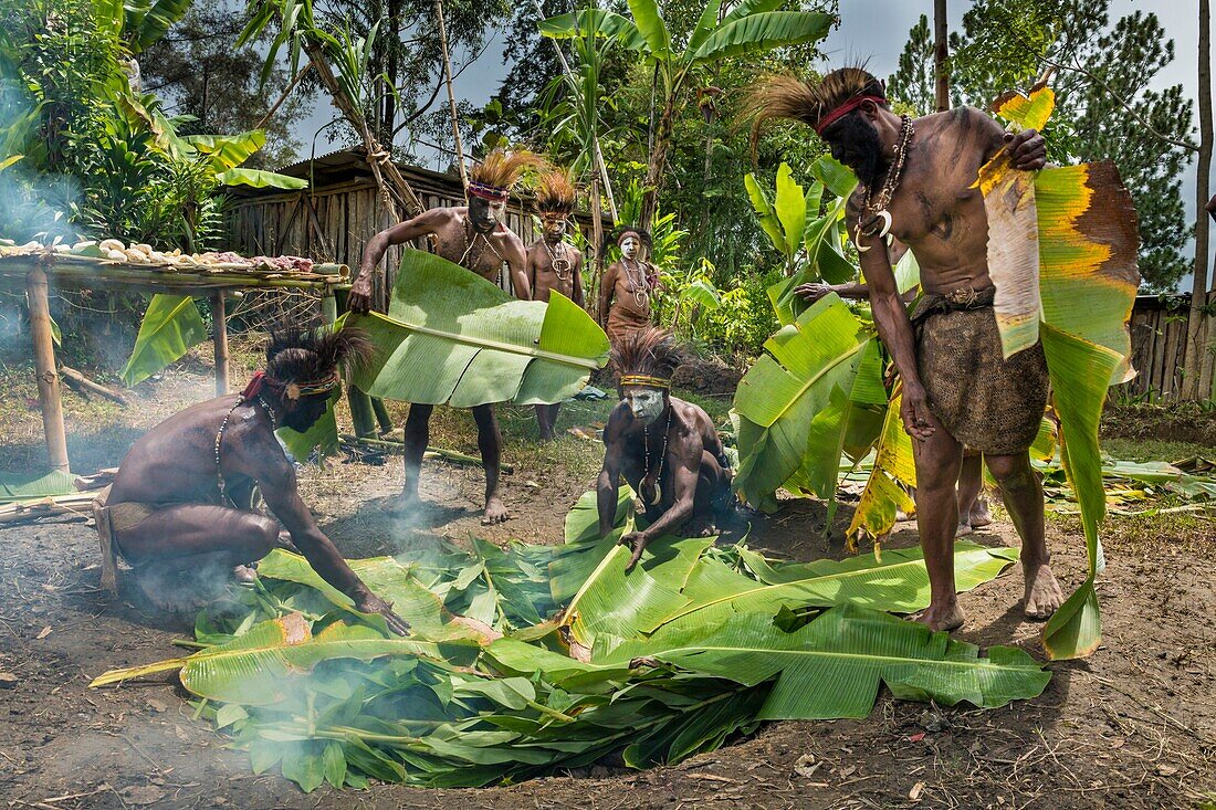 Papua New Guinea, Simbu Province, Kagaï village, Pagau Tribe, preparation of a traditionnal feast called Mumu during which a pig is stewed with white-hot stones in buried banana leaves