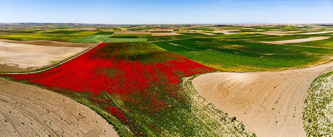 Spanien,Provinz Tolède,um Magàn,Mohnfeld (Papaver rhoeas),von einer Drohne aus