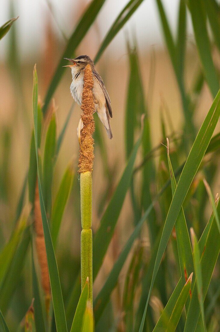 France, Somme, Baie de Somme, Le Crotoy, Crotoy marsh, Sedge Warbler (Acrocephalus schoenobaenus) in Baie de Somme perched on a reed in the reed bed