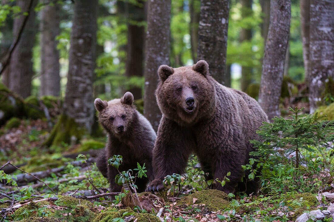 European brown bear (Ursus arctos) and cub, Notranjska forest, Slovenia