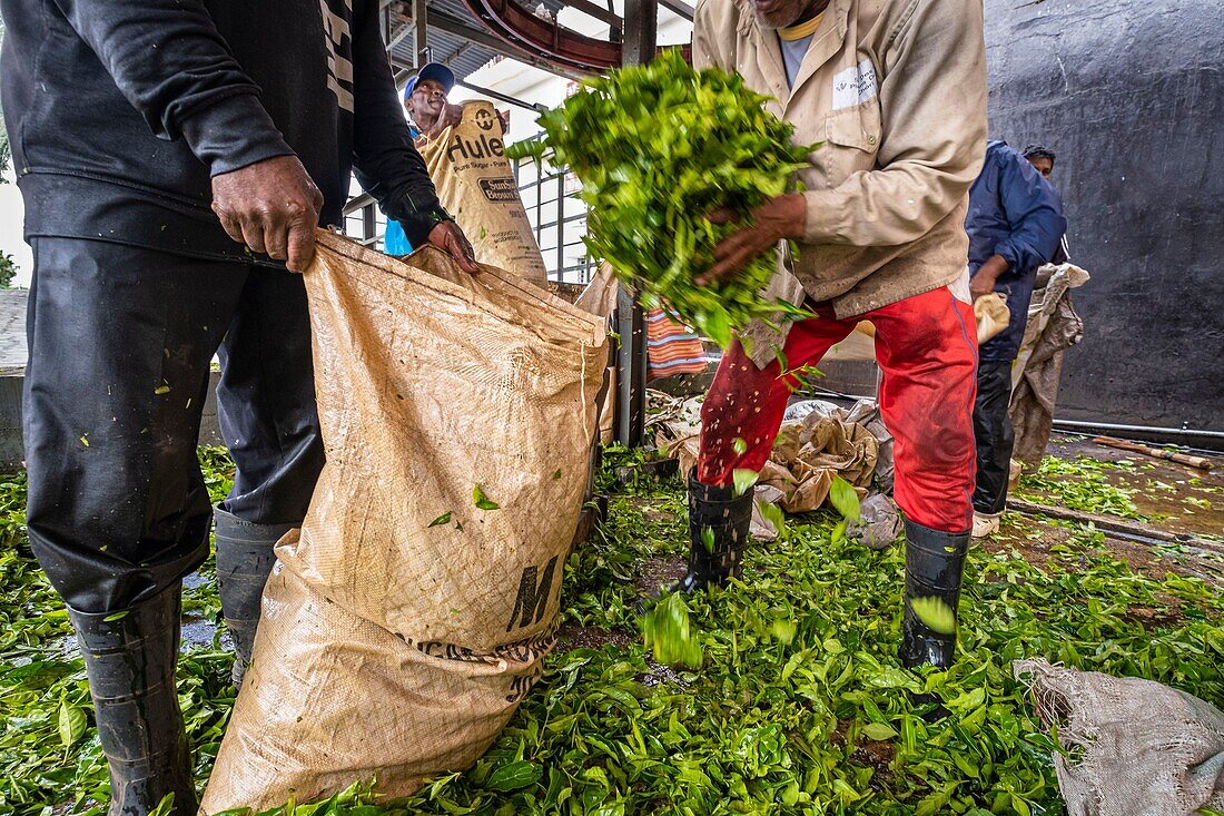 Mauritius, Savanne district, Grand Bois, Domaine de Bois Chéri, the largest tea producer in Mauritius, weighing tea bags at the estate factory