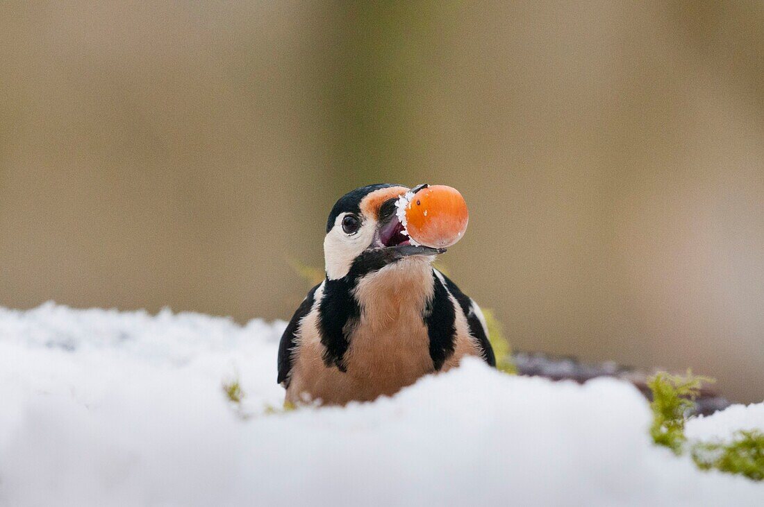 France, Somme, Crécy-en-Ponthieu, Great Spotted Woodpecker (Dendrocopos major)