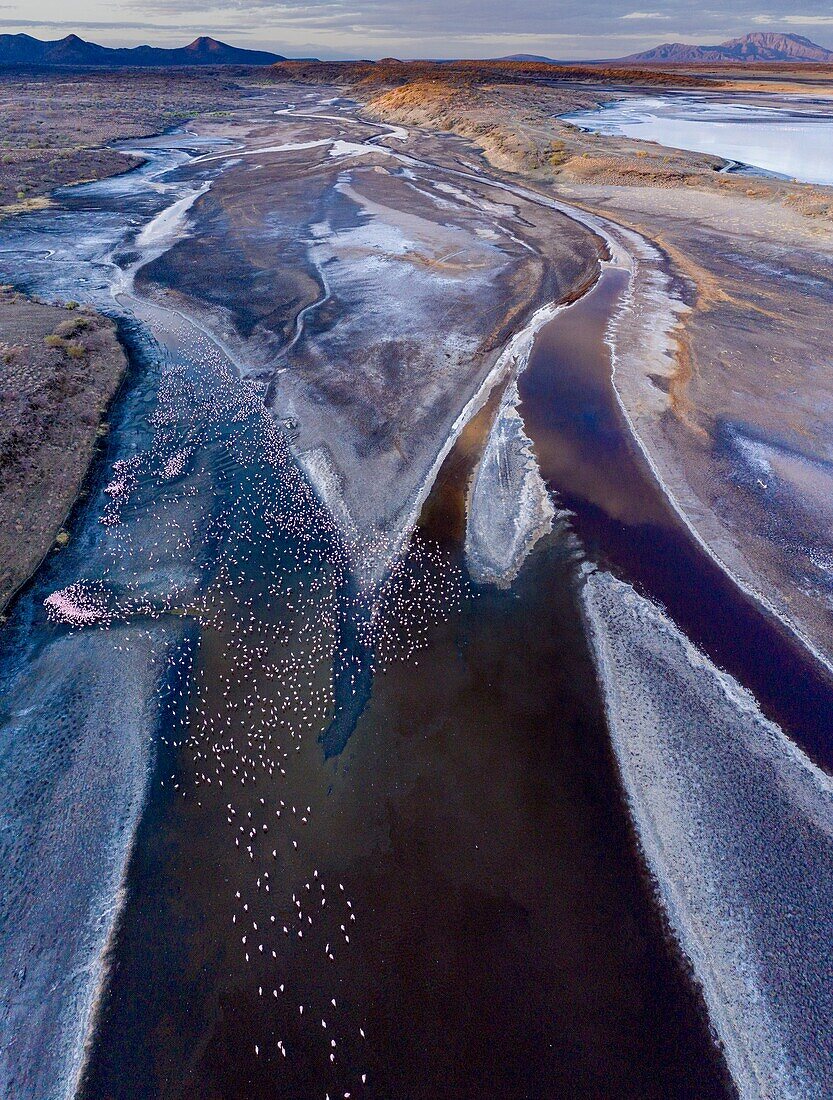 Kenya, lake Magadi, Rift valley, lesser flamingoes (Phoeniconaias minor), at sunrise (aerial view)