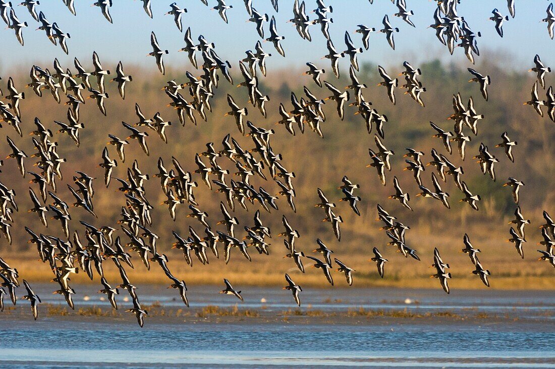 France, Somme, Baie de Somme, Le Crotoy, Natural Reserve of the Baie de Somme, Beaches of the Maye, flight of a group of Oystercatcher (Haematopus ostralegus)