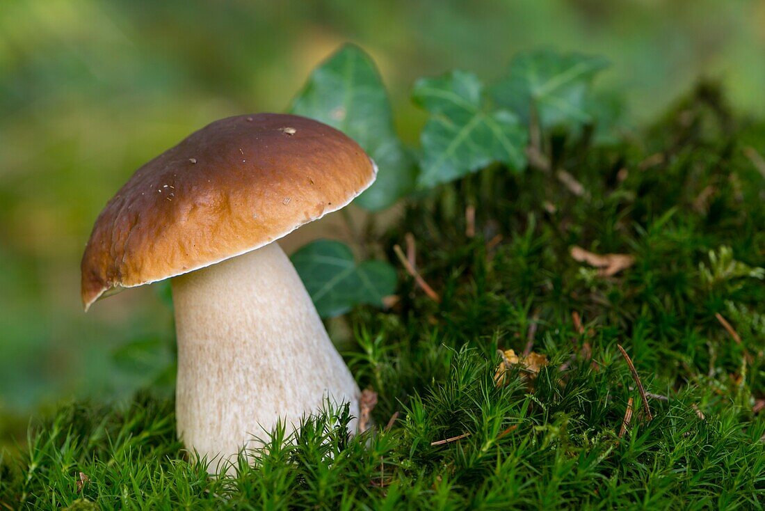 France, Somme, Crécy Forest, Crécy-en-Ponthieu, Boletus edulis