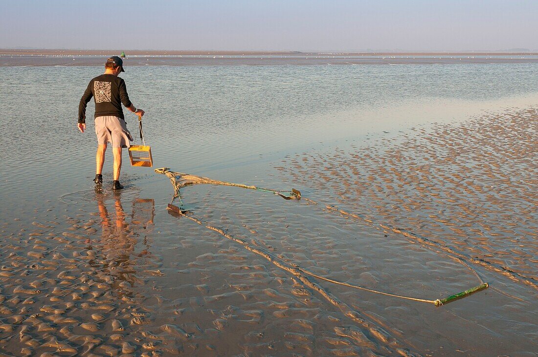 Frankreich,Somme,Baie de Somme,Le Crotoy,im Gegensatz zu den meisten Fischern,die ein Netz verwenden,das vor einem hergeschoben wird,verwendet dieser Küstenfischer eine Art Minischleppnetz,das wir hinter uns herziehen