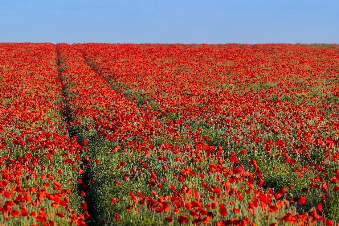 France, Somme, Baie de Somme, Saint-Valery-sur-Somme, Poppies (Papaver rhoeas)