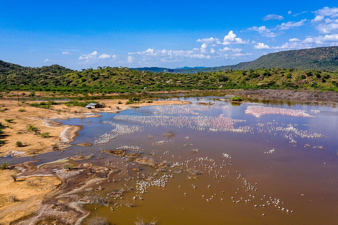 Kenia,Bogoria-See,Kleiner Flamingo (Phoeniconaias minor) (Luftaufnahme)