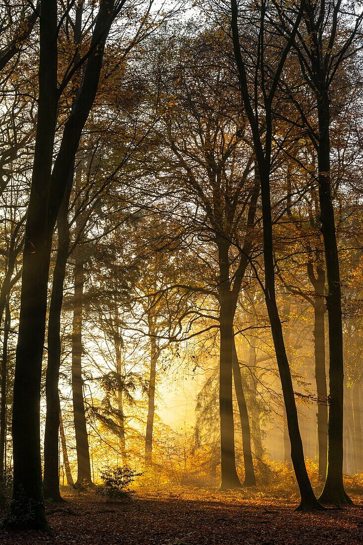 Frankreich,Somme,Crécy-en-Ponthieu,Wald von Crécy,Sonnenstrahlen im Laub der Bäume im Wald von Crécy