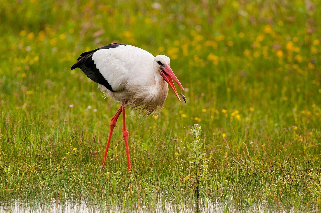 France, Somme, Baie de Somme, Le Crotoy, Crotoy marsh, White stork (Ciconia ciconia - White Stork) at Crotoy marsh