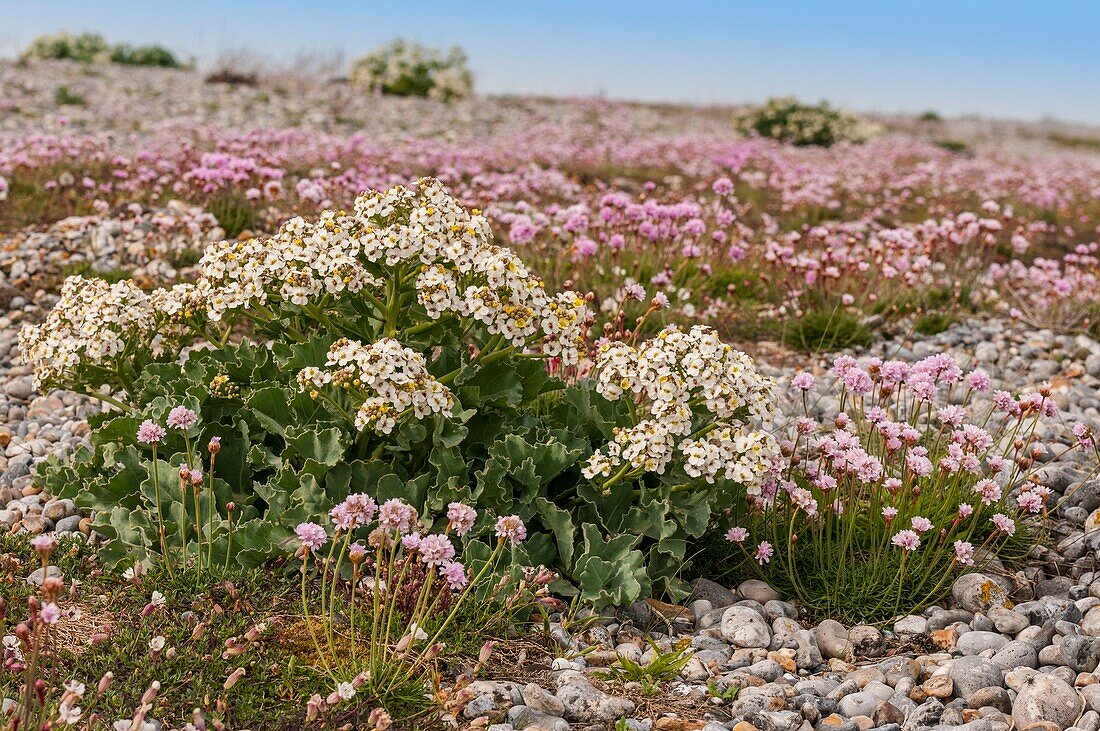 Frankreich,Somme,Cayeux-sur-mer,Ault,Le Hâble d'Ault,Armeria maritima