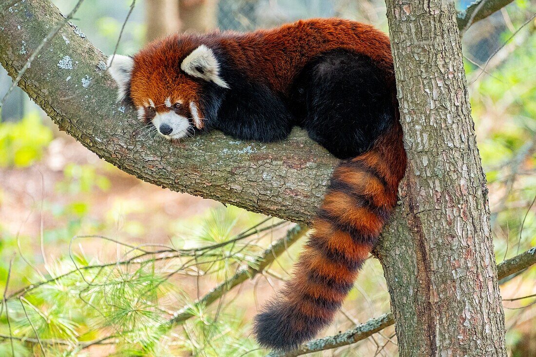 Canada, Quebec province, Lake Saint Jean region, Wild Zoo Saint Felicien, Red Panda