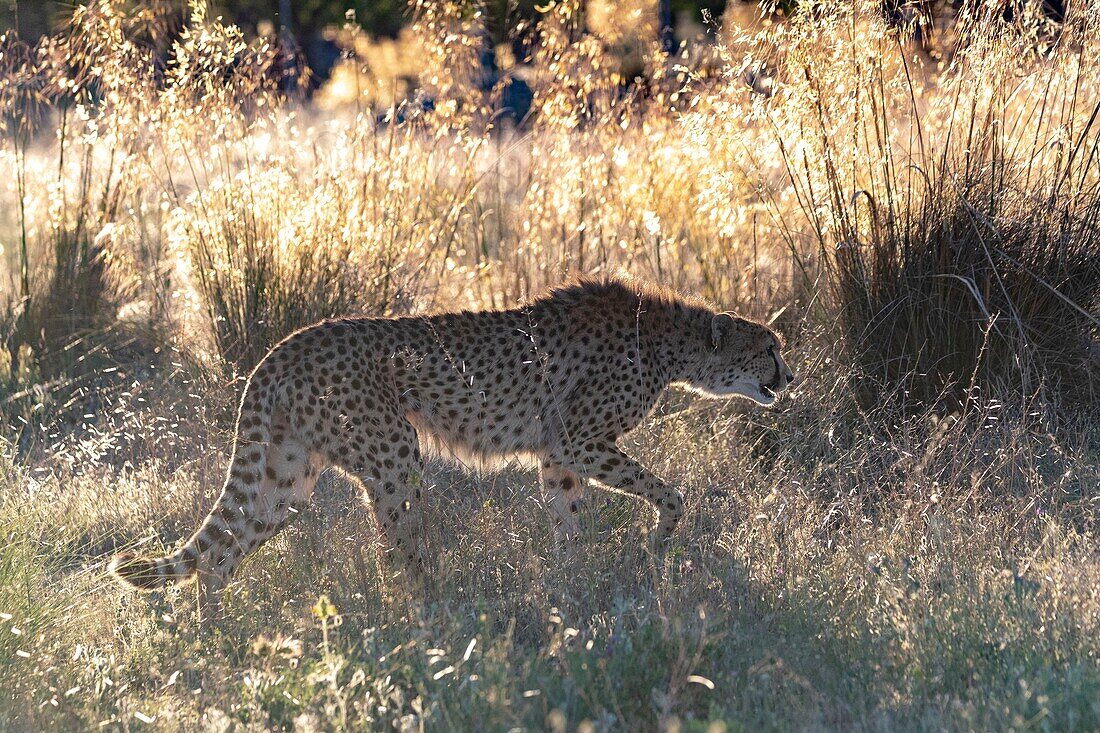 Gepard (Acinonyx jubatus),kommt in Afrika vor,läuft in Savanne,in Gefangenschaft