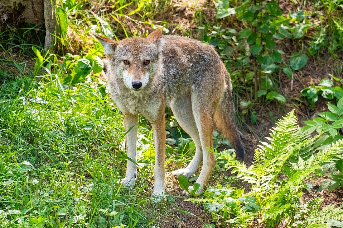 Kanada,Provinz Quebec,Region Saint Jean See,Wild Zoo Saint Felicien,Wolf