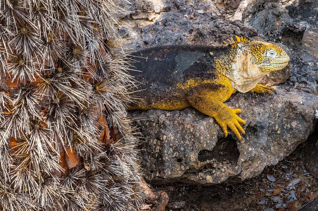 Ecuador,Galapagos-Archipel,von der UNESCO zum Weltnaturerbe erklärt,Insel Santa Cruz,Plaza-Inseln,Galapagos-Leguan (Conolophus subcristatus),der sich hinter einem Galapagos-Barbarit-Feigenbaum (Opuntia echios) vor der Sonne schützt