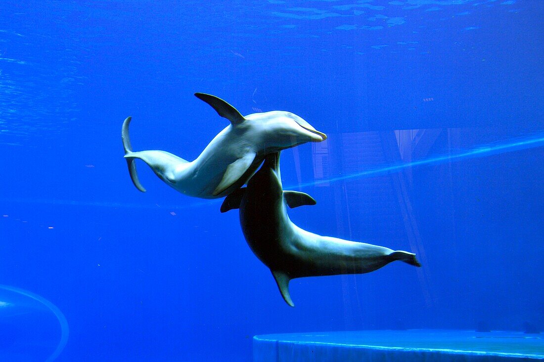 Italien,Ligurien,Genua,Porto Antico (Alter Hafen) mit dem größten Aquarium Europas,Delphinbecken