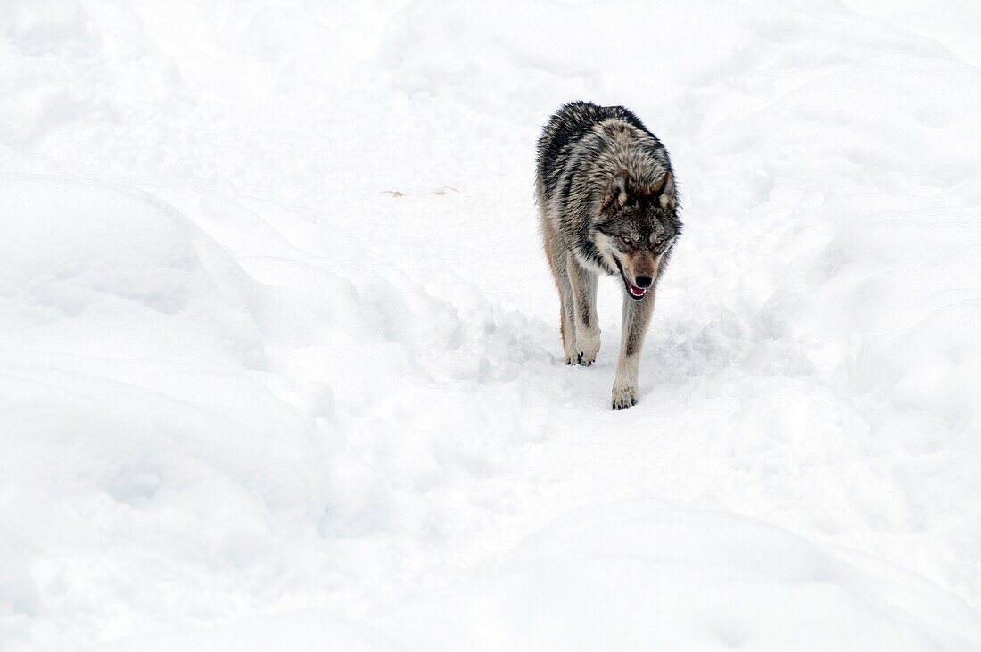 Grauer Wolf im Schnee (Canis lupus)