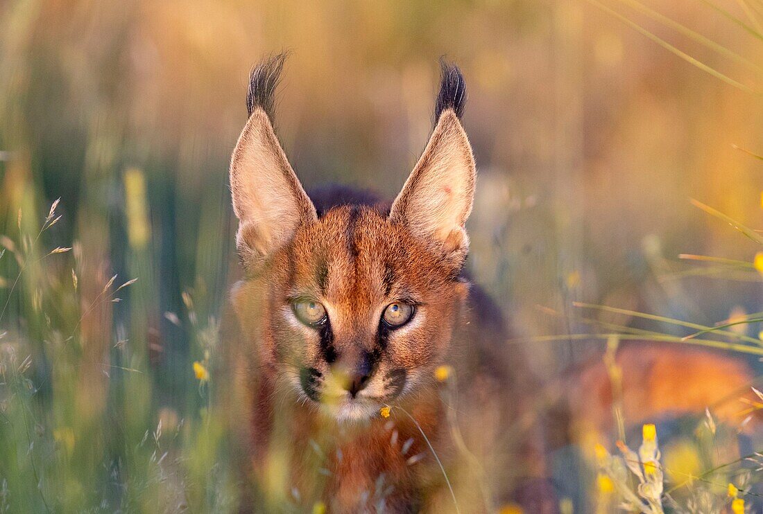 Caracal (Caracal caracal) , Occurs in Africa and Asia, Young animal 9 weeks old, jumping, Captive