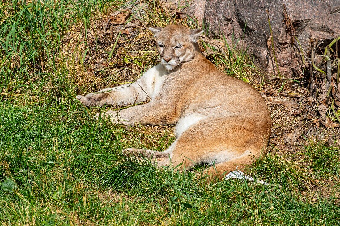 Canada, Quebec province, Lake Saint Jean region, Wild Zoo Saint Felicien, Lioness