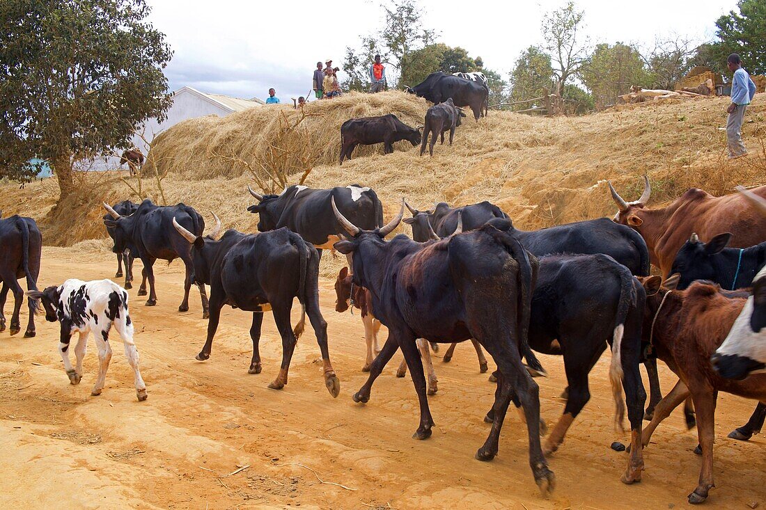 Madagascar, Alaotra-Mangoro, Manganaro, herd of cows and zebus