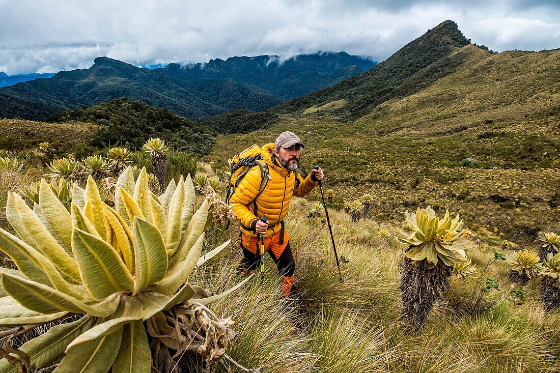 Colombia, Region of coffee, Salento, Cocora valley, Los Nevados National Park, paramo of Tolima volcano 5215m