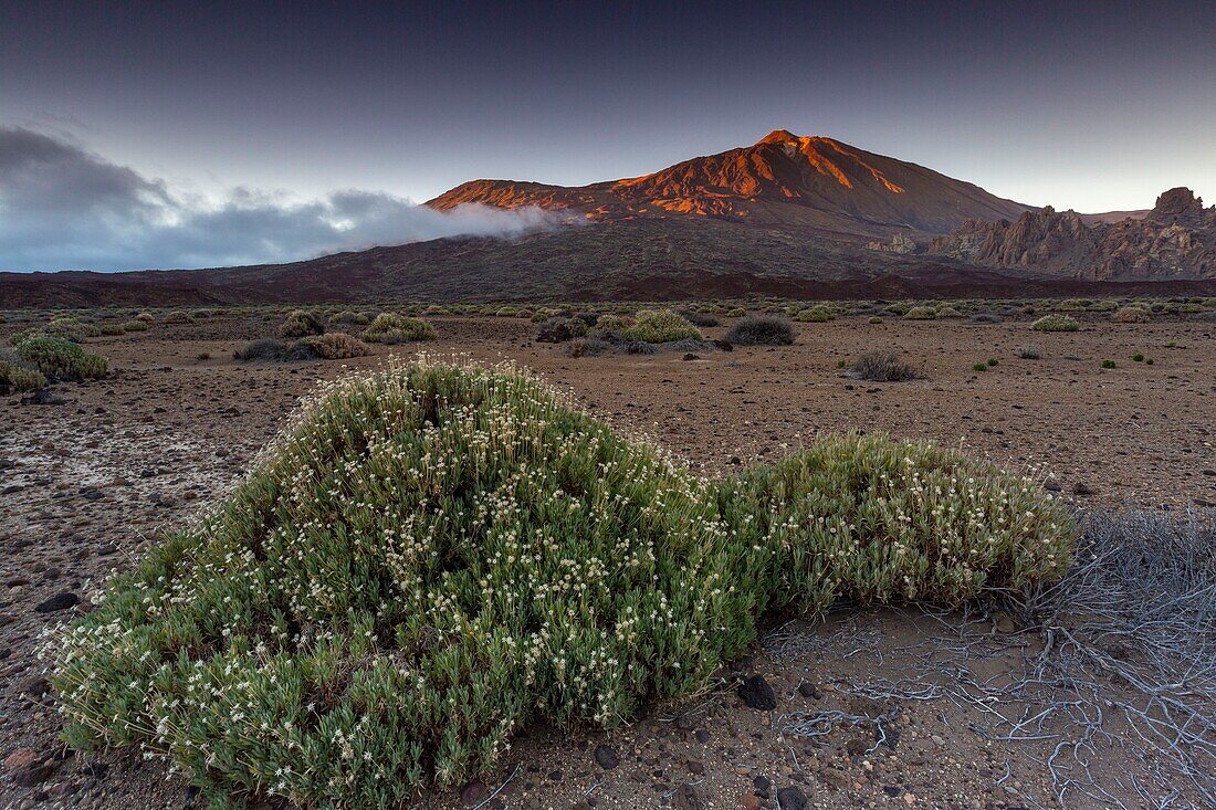 Spanien,Kanarische Inseln,Insel Teneriffa,Parque Nacional del Teide (Teide-Nationalpark),von der UNESCO zum Weltkulturerbe erklärt,Vegetation und Felsen bis hin zum Vulkan Teide