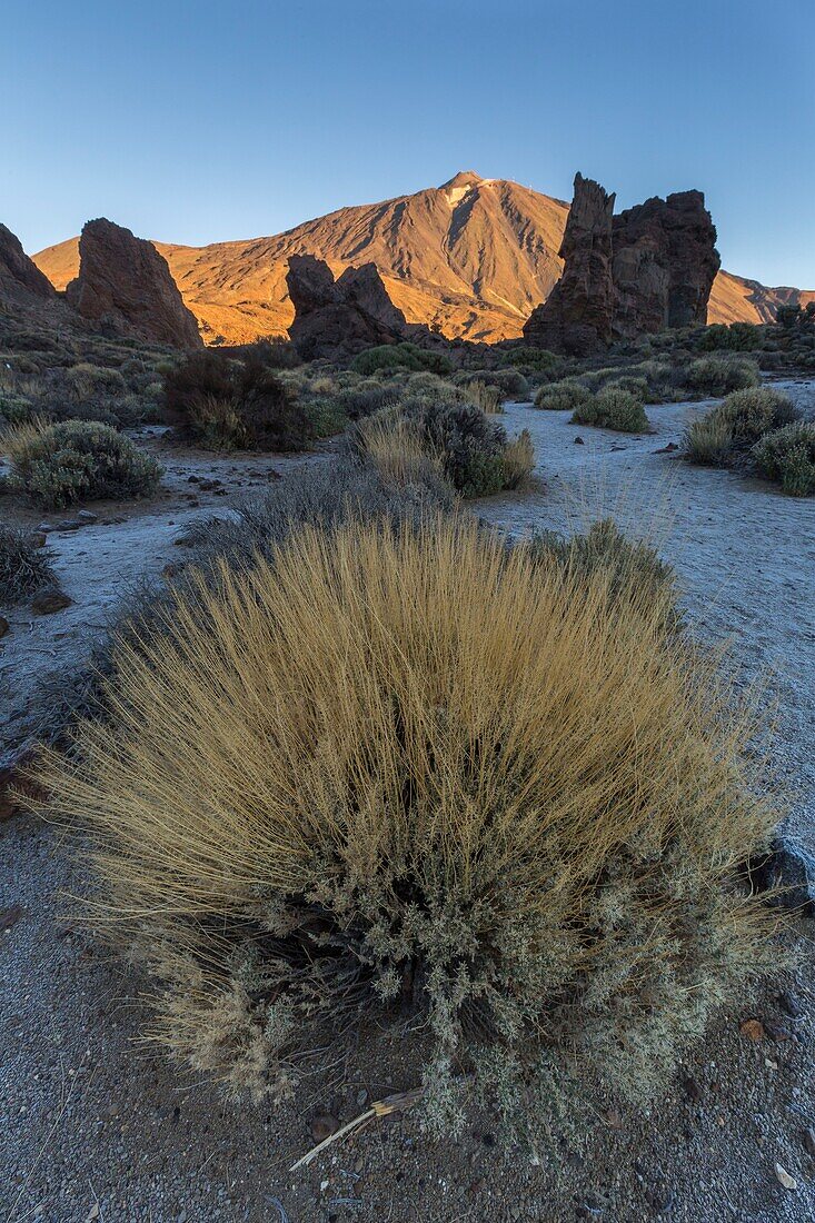 Spanien,Kanarische Inseln,Insel Teneriffa,Parque Nacional del Teide (Teide-Nationalpark),von der UNESCO zum Weltnaturerbe erklärt,Vegetation und Felsen bis zum Vulkan Teide