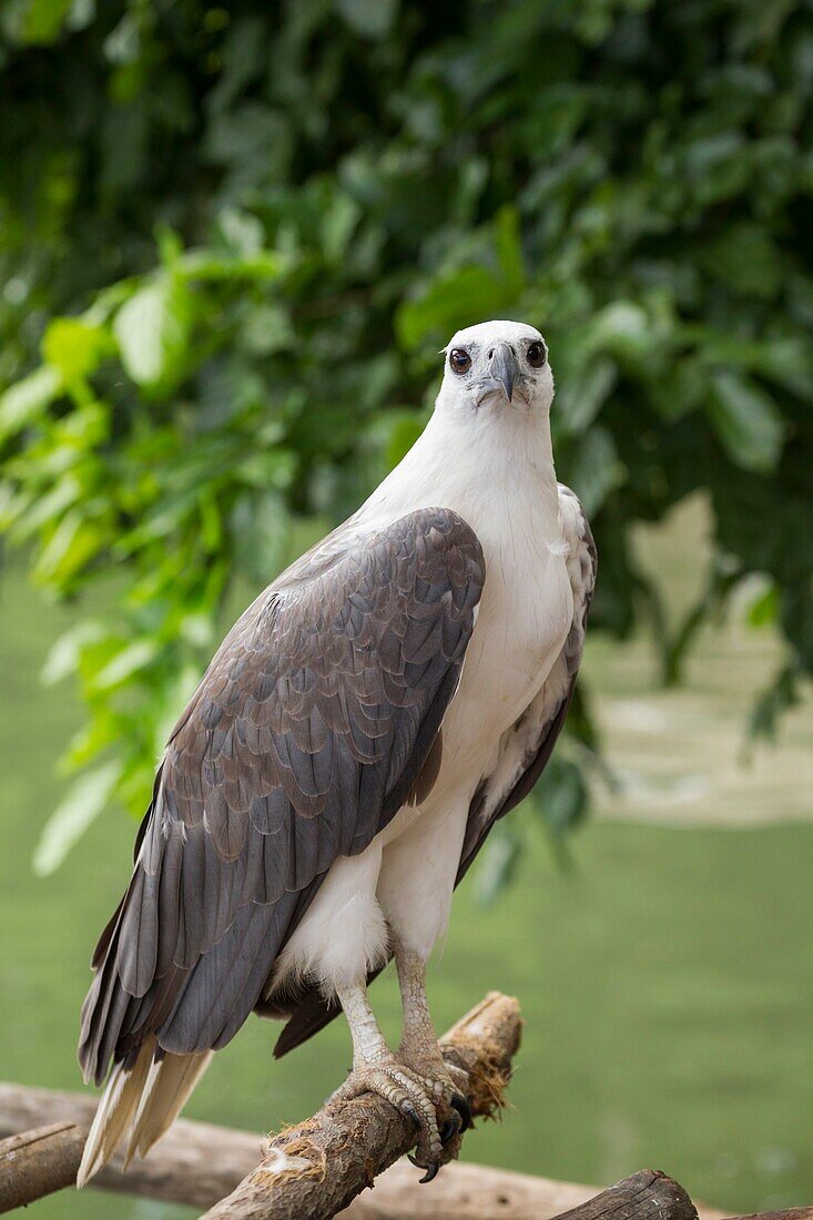 Philippinen,Palawan,Malampaya Sound Protected Landscape and Seascape,in Gefangenschaft gehaltener Weißbauchseeadler (Haliaeetus leucogaster) im Hinterhof eines Fischerhauses