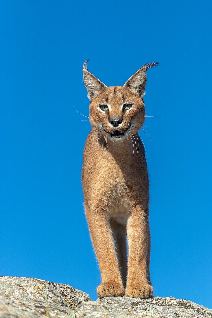 Karakal (Caracal caracal) ,Vorkommen in Afrika und Asien,erwachsenes Tier,Männchen,geht auf Felsen,in Gefangenschaft