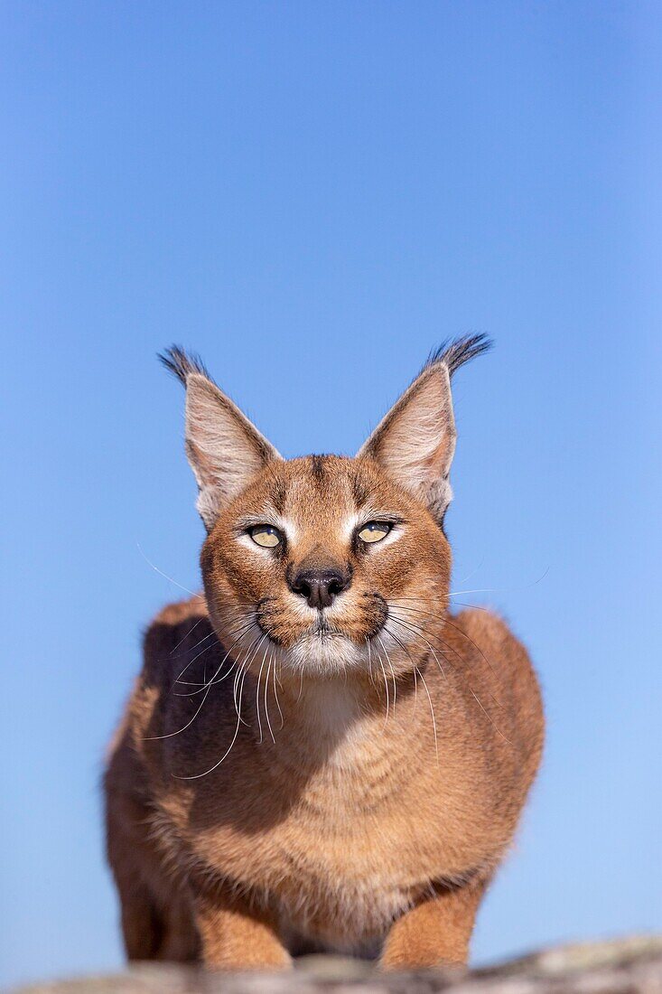 Karakal (Caracal caracal) ,Vorkommen in Afrika und Asien,Erwachsenes Tier,Männchen,Auf Felsen gehend,Gefangen