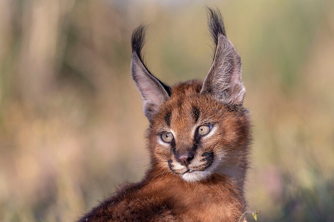 Caracal (Caracal caracal) , Occurs in Africa and Asia, Young animal 9 weeks old, in the grass, Captive