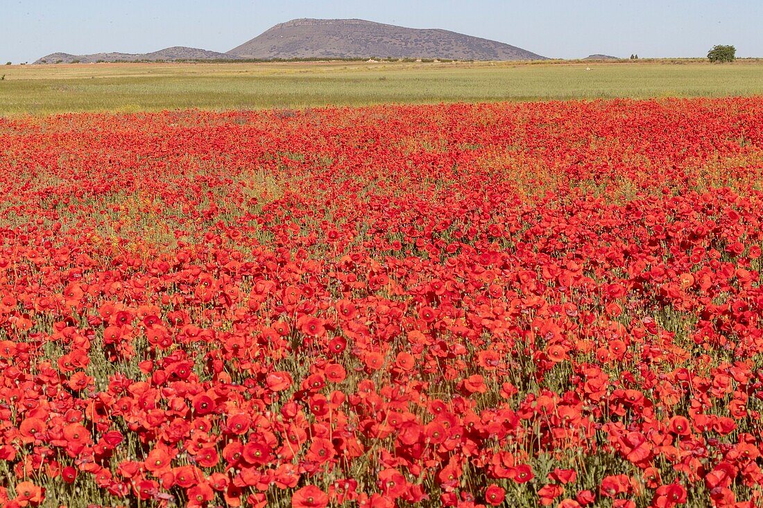 Spain, Common poppy (Papaver rhoeas), morning , ©oquelicot (Papaver rhoeas), le matin