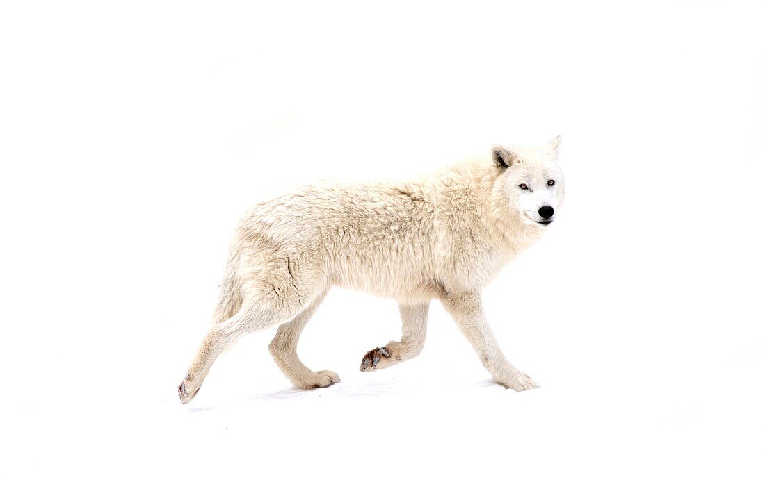 Arktischer Wolf im Schnee (Canis lupus arctos)