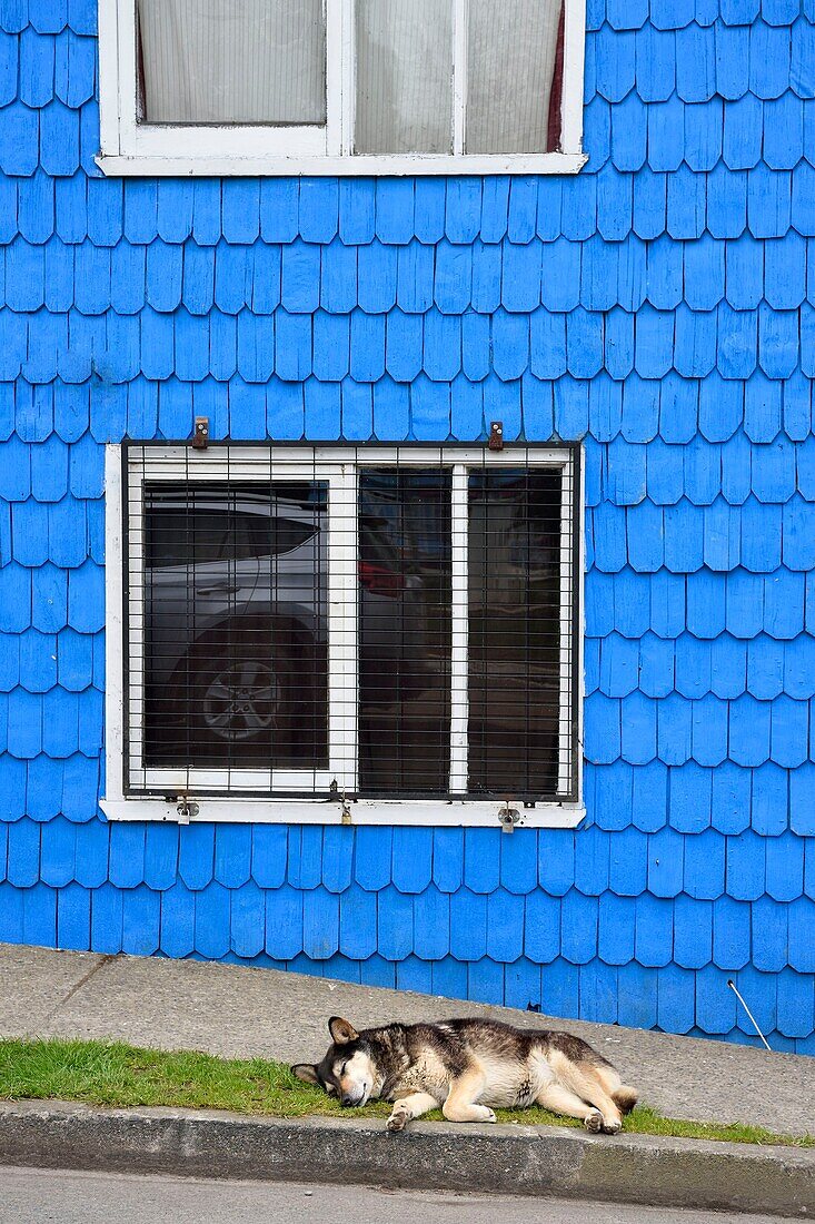 Chile, Los Lagos region, Chiloé Island, Dalcahue, house facade with wooden shingles and cross-breed dog Malamute of Alaska