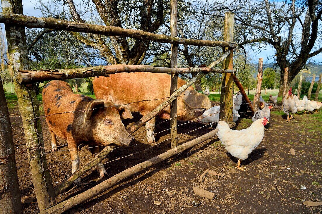 Chile, Los Lagos region, Chiloé Island, Castro District, Rilan Peninsula, San José Municipality, pigs and hens from the farm