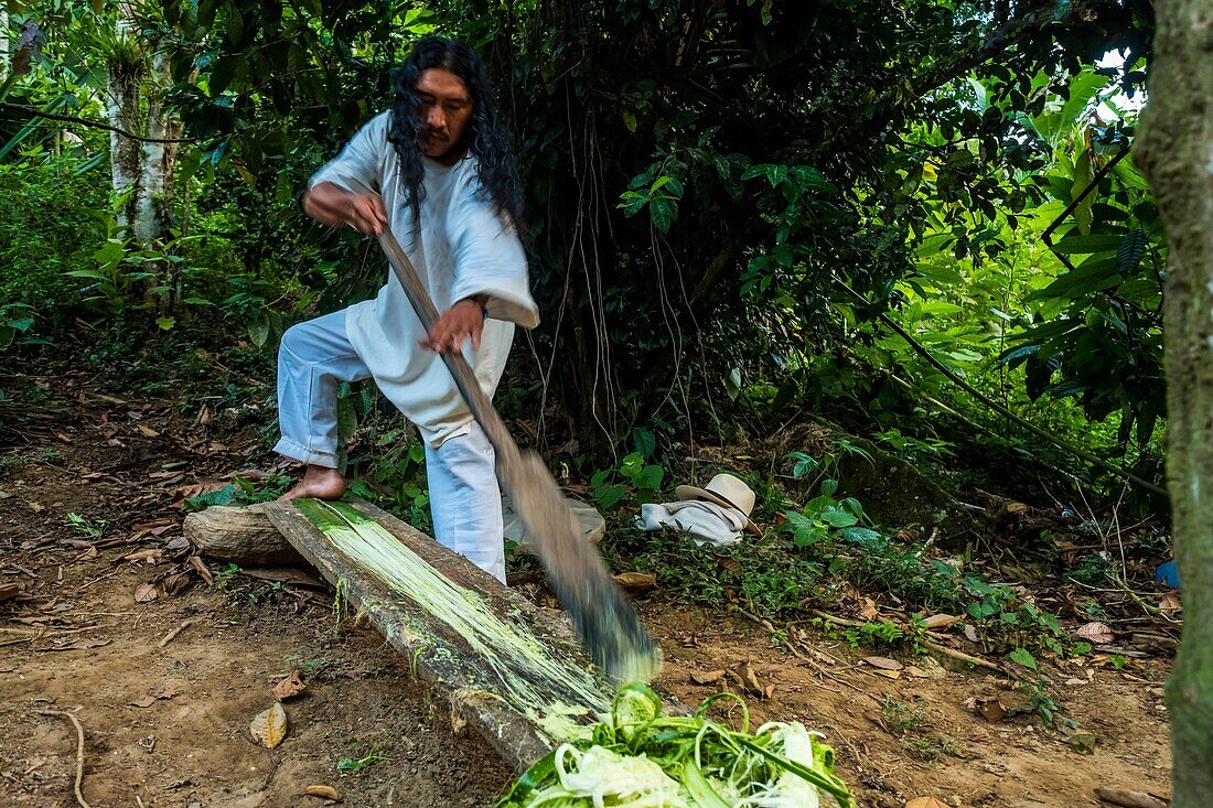 Kolumbien,Sierra Nevada de Santa Marta,Tayrona Park,Wanderung zur Verlorenen Stadt,eingetragenes Weltkulturerbe der UNESCO,Celso wiwa Führer,zeigt,wie man Seile und eine Tasche herstellt; aus den pflanzlichen Fasern der Yucca,genannt maguay