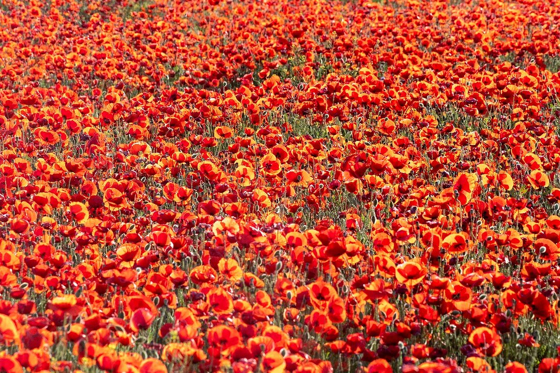 Spain, Common poppy (Papaver rhoeas), morning , ©oquelicot (Papaver rhoeas), le matin