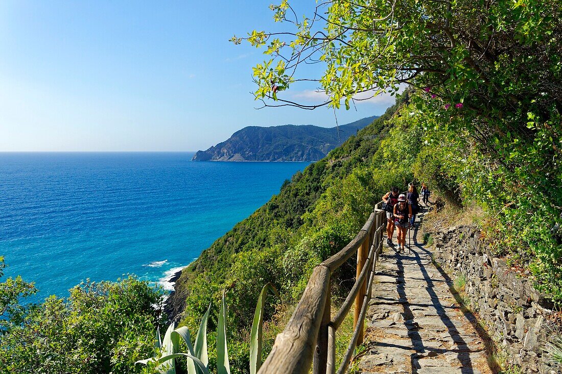 Italien,Ligurien,Provinz La Spezia,Nationalpark Cinque Terre,von der UNESCO zum Weltkulturerbe erklärt,Azuverde oder Fußgänger-Küstenweg,der Corniglia mit Monterosso Al Mare verbindet