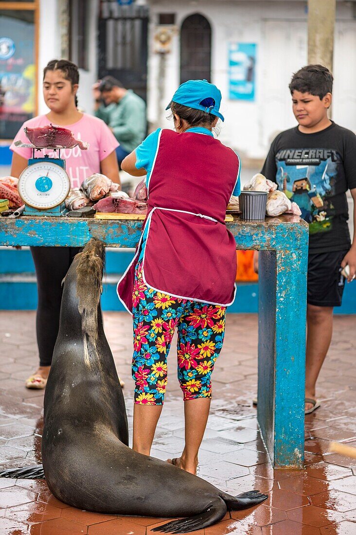 Ecuador,Galápagos-Archipel,von der UNESCO zum Weltkulturerbe erklärt,Insel Santa Cruz,Puerto Ayora,Fischmarkt,ein Galápagos-Seelöwe (Zalophus wollebaeki) wartet auf Fischreste