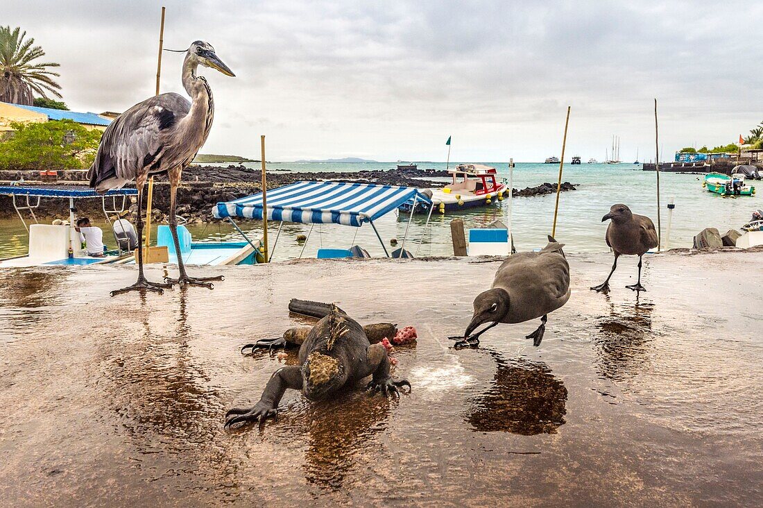 Ecuador,Galápagos-Archipel,von der UNESCO zum Weltnaturerbe erklärt,Insel Santa Cruz,Puerto Ayora,Fischmarkt,Meeresleguane,Graureiher und Möwen bestreiten die Überreste