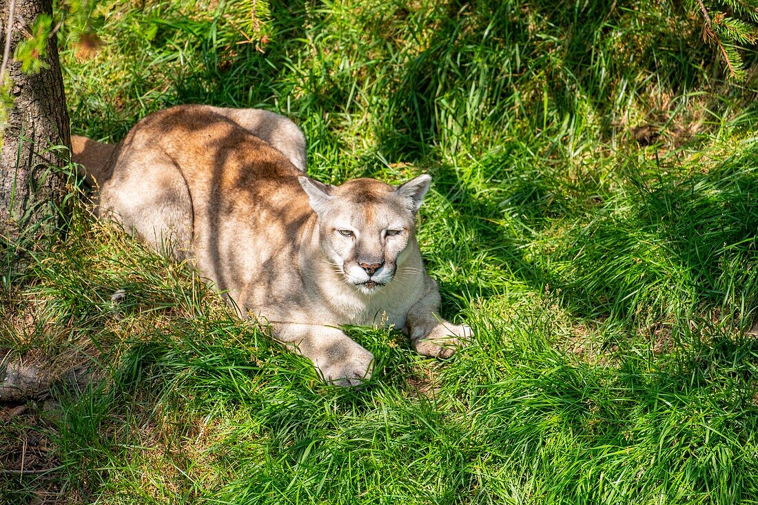 Canada, Quebec province, Lake Saint Jean region, Wild Zoo Saint Felicien, Lioness